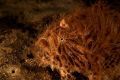   Striped Anglerfish  